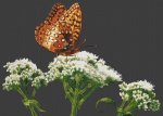 (image for) Fritillary on Bonset